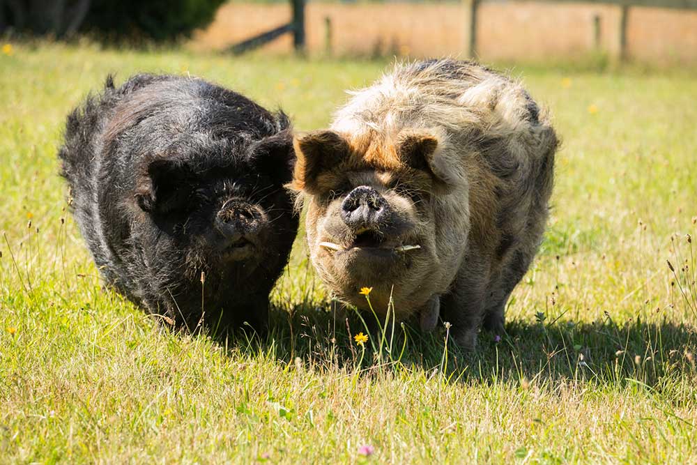 Pigs on our pet friendly farmstay in Kaikoura